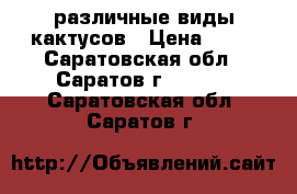 различные виды кактусов › Цена ­ 70 - Саратовская обл., Саратов г.  »    . Саратовская обл.,Саратов г.